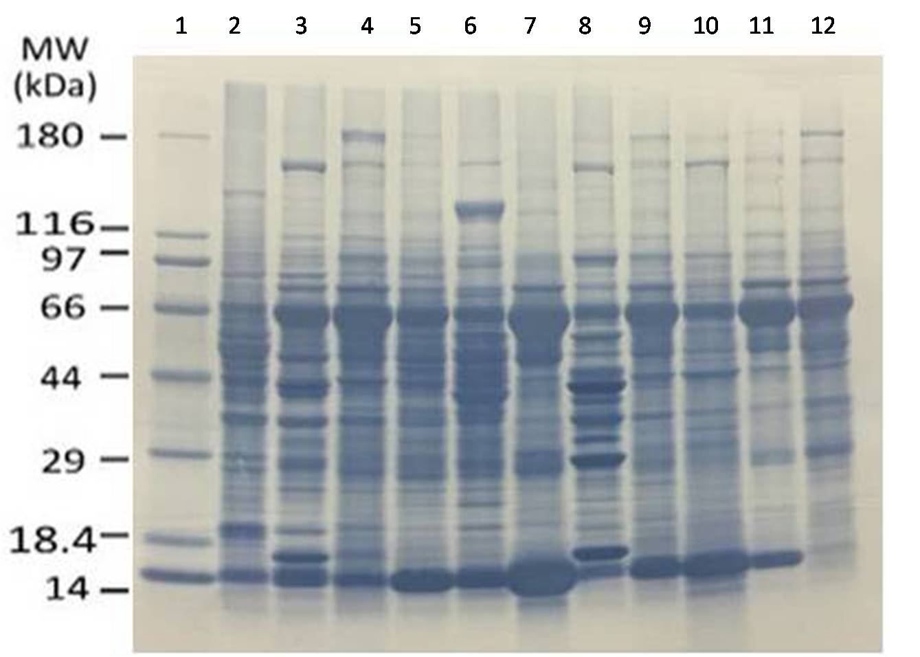 Quick-blots (Rat Tissues)